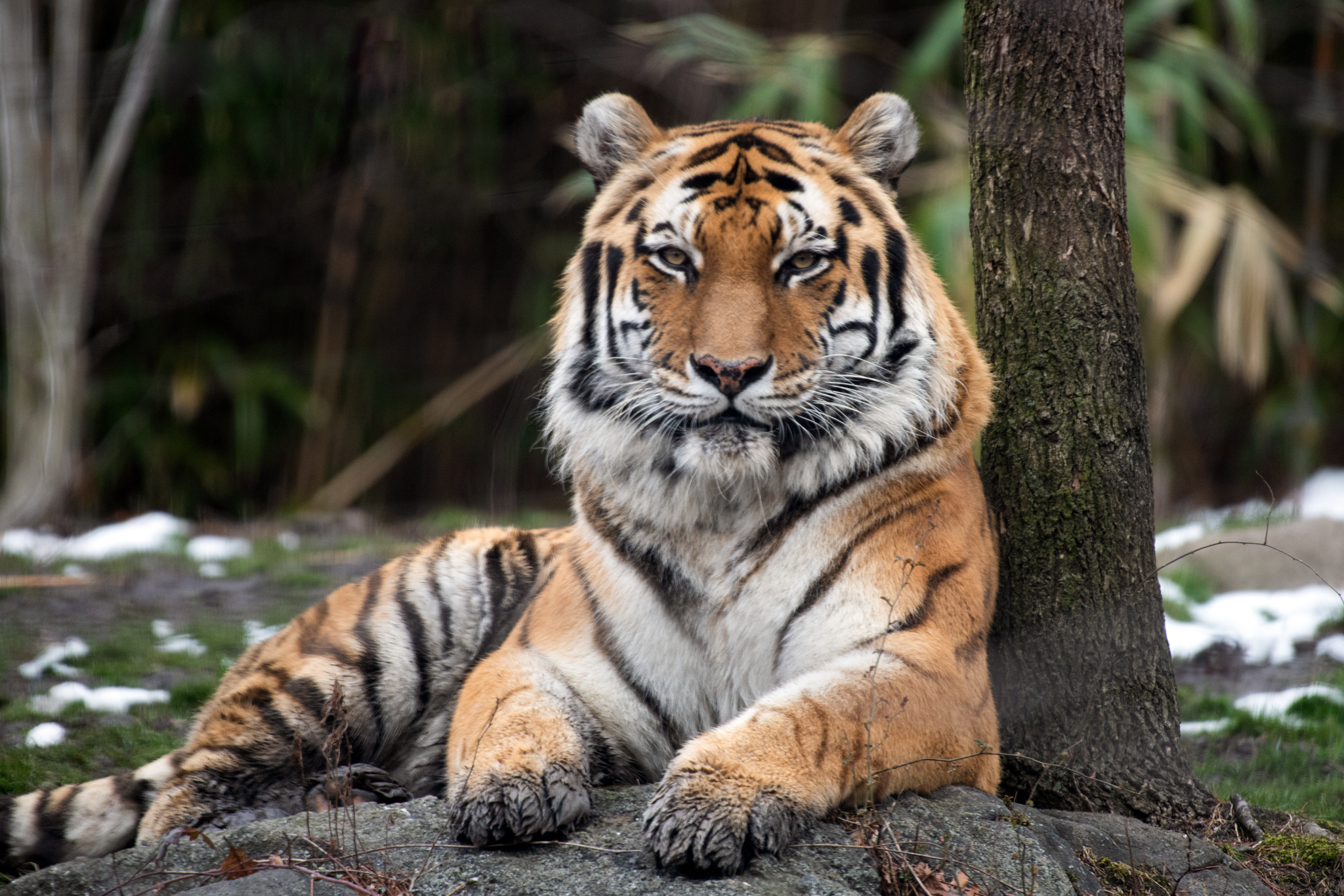 Bronx Zoo Wildlife Conservation Society | Bronx, NY | Attractions