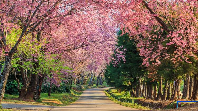 Cherry blossom in Chiang Mai