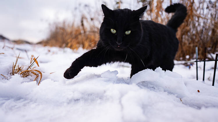 黒猫フェスティバル