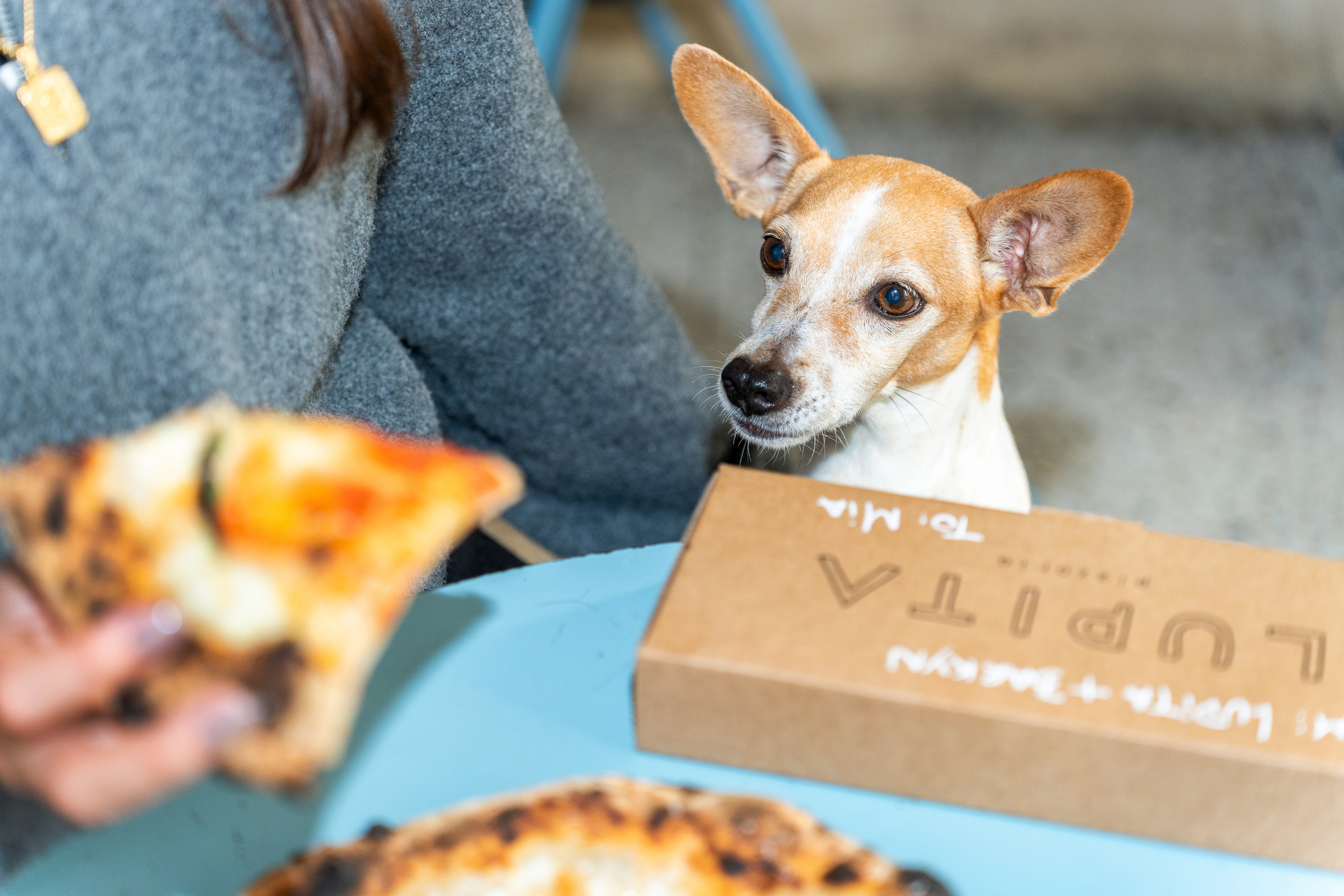 Na Lupita, até domingo, há pizza também para os cães