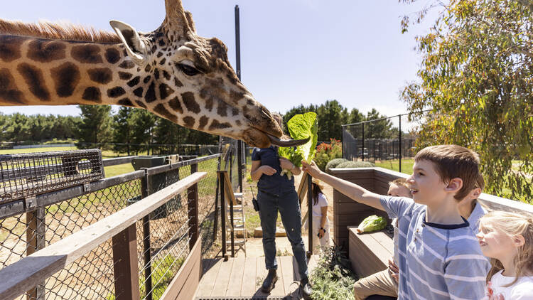 Make friends with wildlife at the National Zoo and Aquarium