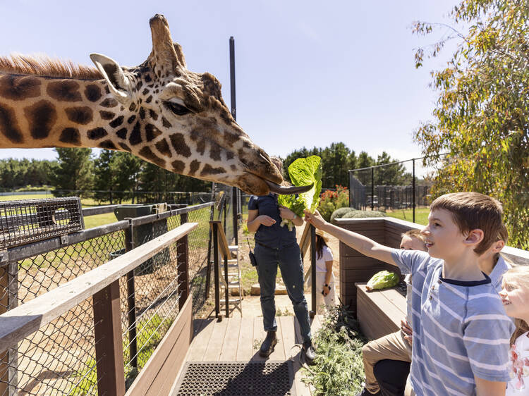 Make friends with wildlife at the National Zoo and Aquarium