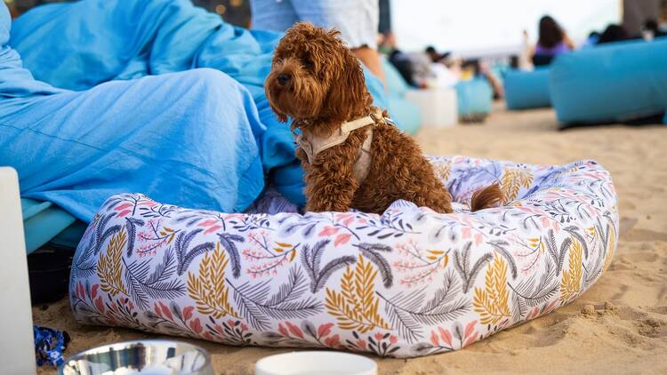 a dog in a dog bed outdoors