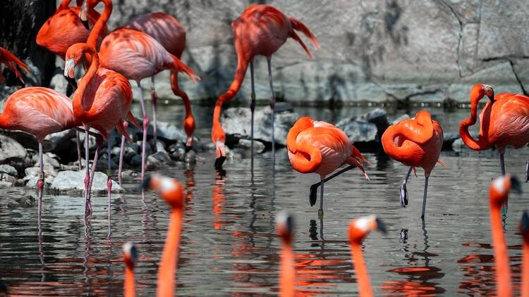 San Antonio Zoo