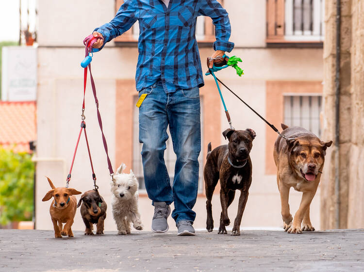 ¿Qué debo tener en cuenta al momento de pasear a mi perro?