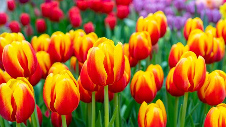 Colorful tulips