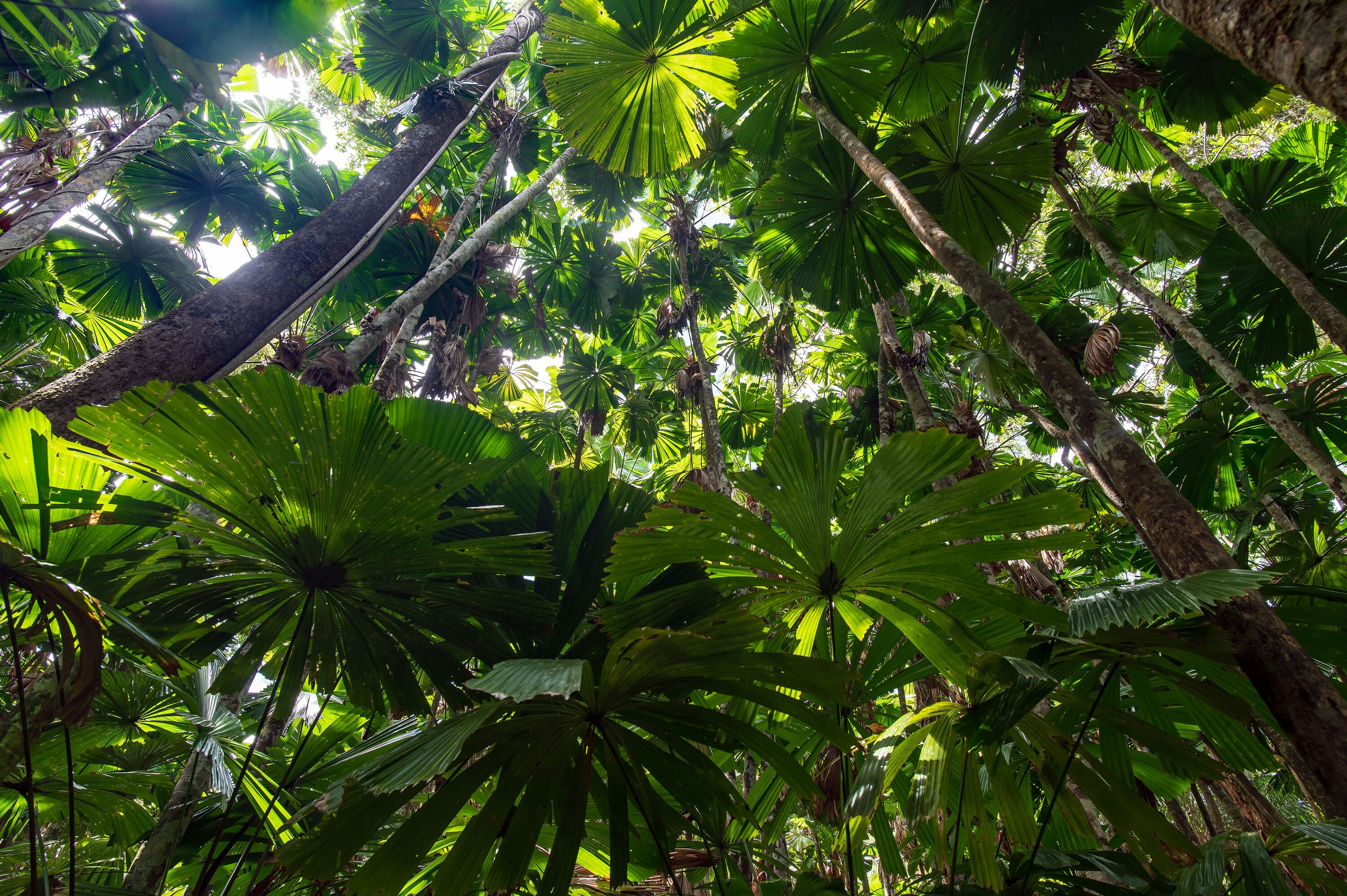 A lush green forest canopy