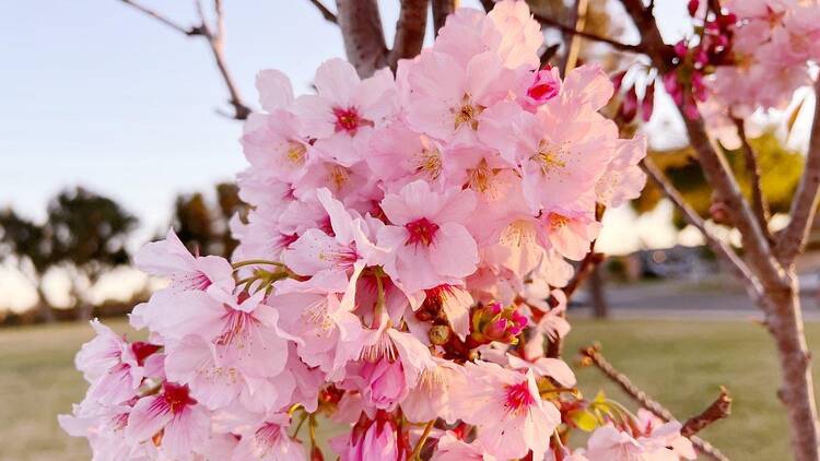 Torrance Cherry Blossom Festival