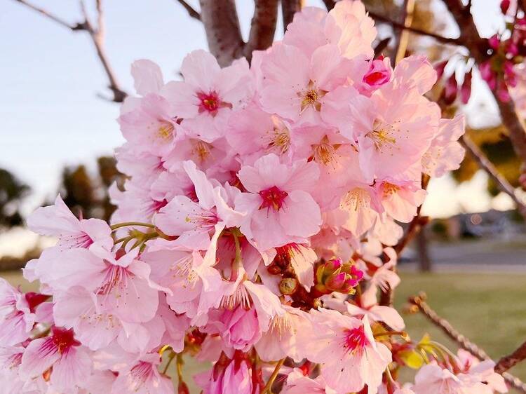 Torrance Cherry Blossom Festival