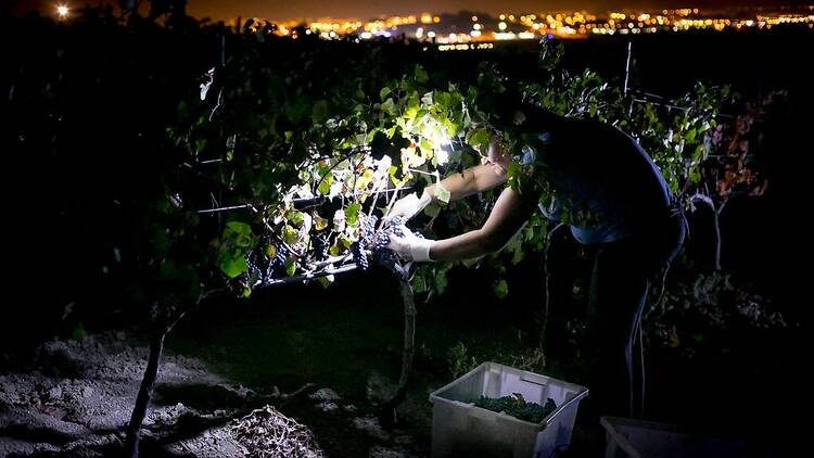 Cosecha nocturna en Antigal Winery & Estates