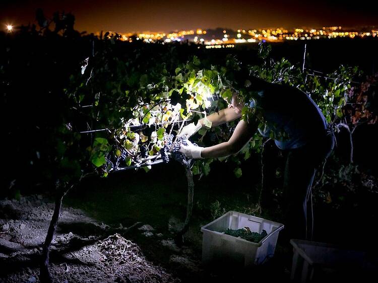 Cosecha nocturna en Antigal Winery & Estates