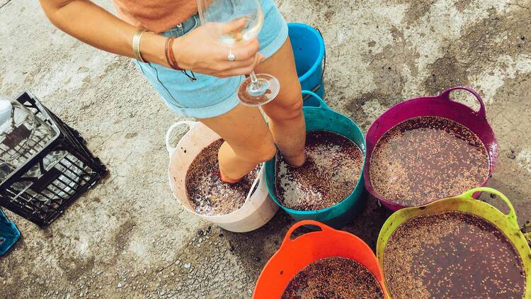 Pisada de la uva en bodega La Vigilia