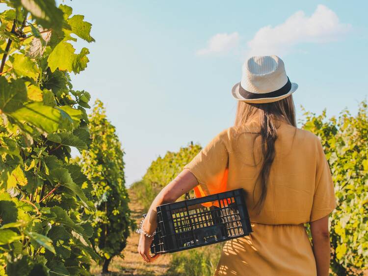 Wine Harvest in Mendoza: 10 experiences to feel the magic of making wine