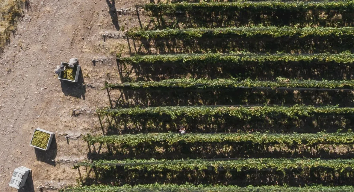 bodega-nieto-senetiner