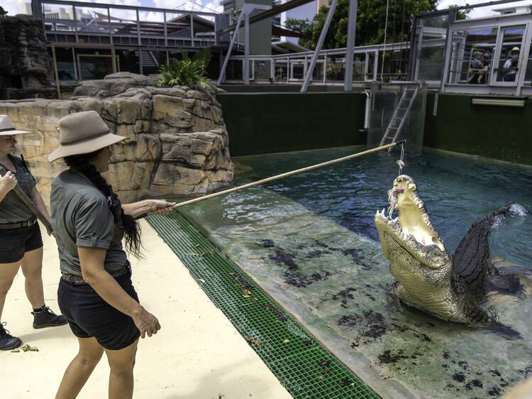 Face your fears at Crocosaurus Cove