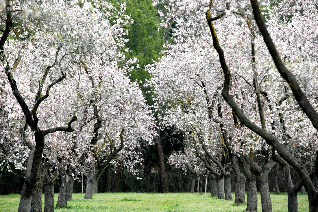 Quinta de los Molinos, floraci&oacute;n almendros