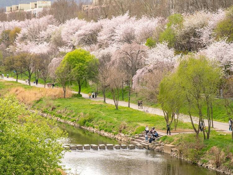 Seoul: Yangjaecheon Stream