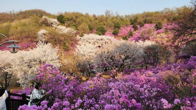 2025韓國櫻花：富川 遠美山