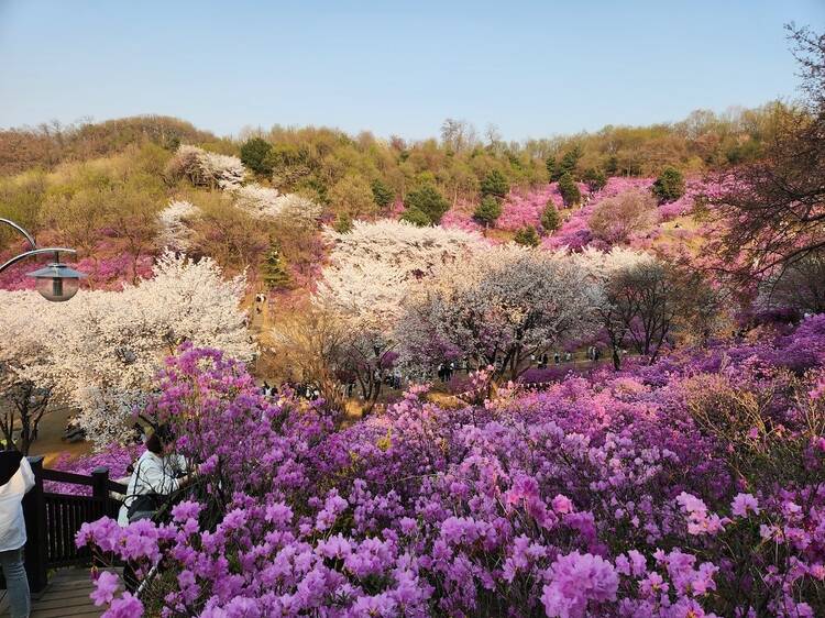 2025韓國櫻花：富川 遠美山