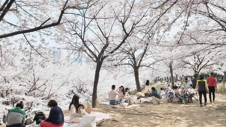 2025韓國櫻花：仁川新石體育公園