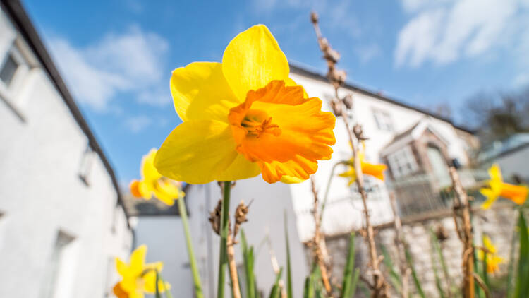 Daffodil in the UK