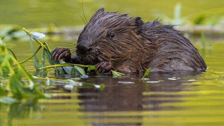 A Eurasian beaver