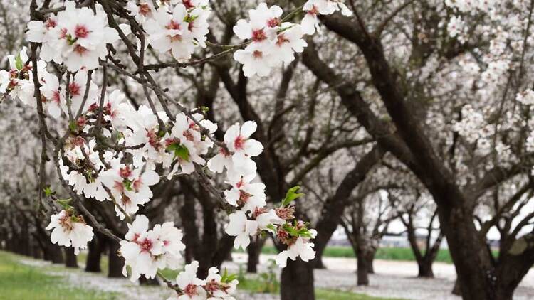 almond blossoms