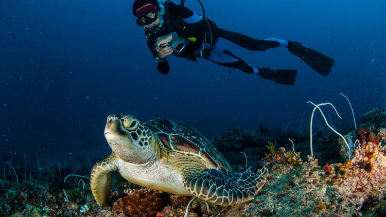 Go scuba diving and snorkelling