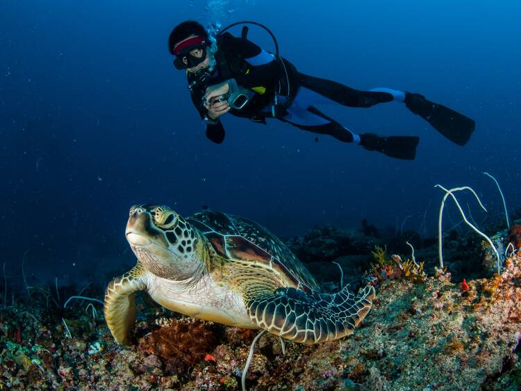 Go scuba diving and snorkelling