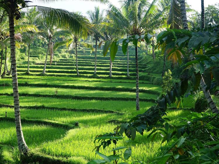 Get back to nature in Tetebatu