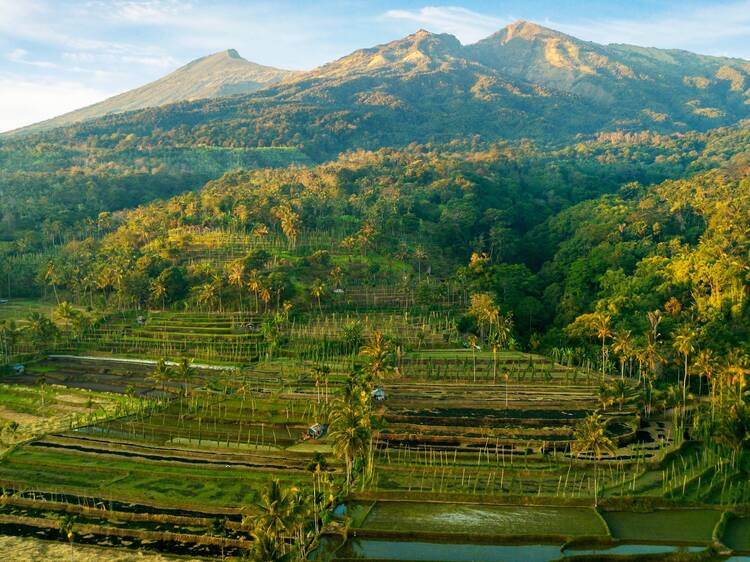 Rice terraces at Tetebatu