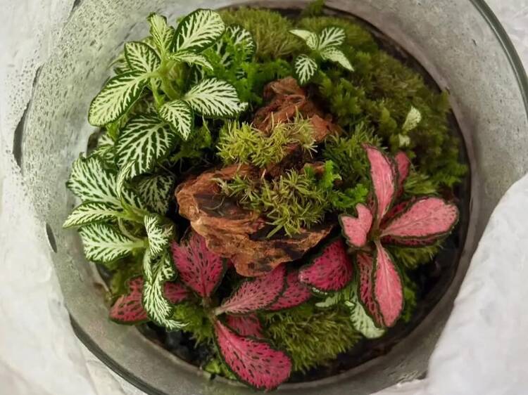 Terrarium Workshop