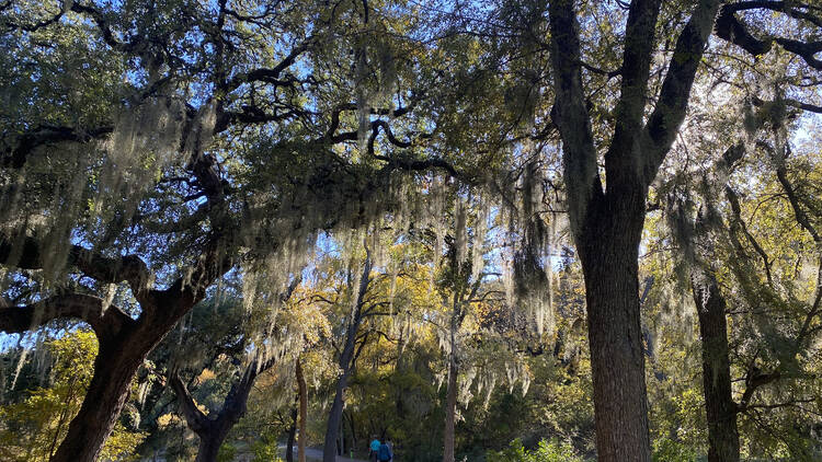 Shoal Creek Greenbelt