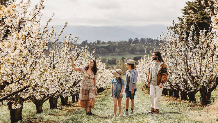 CherryHill Orchards, VIC