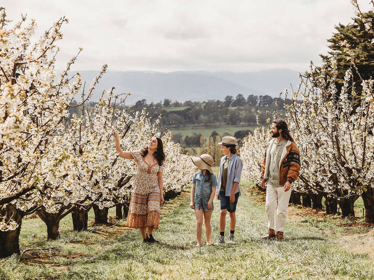 CherryHill Orchards, VIC