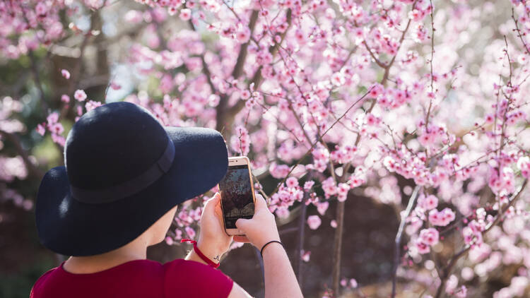 The best places to see cherry blossoms in Australia
