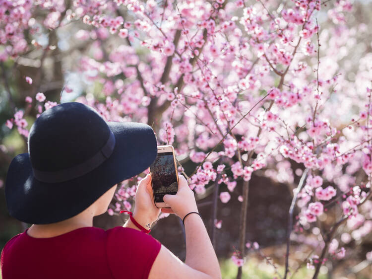 Woman taking photos of the cherry blossoms in Auburn Botanic Gardens, Sydney.