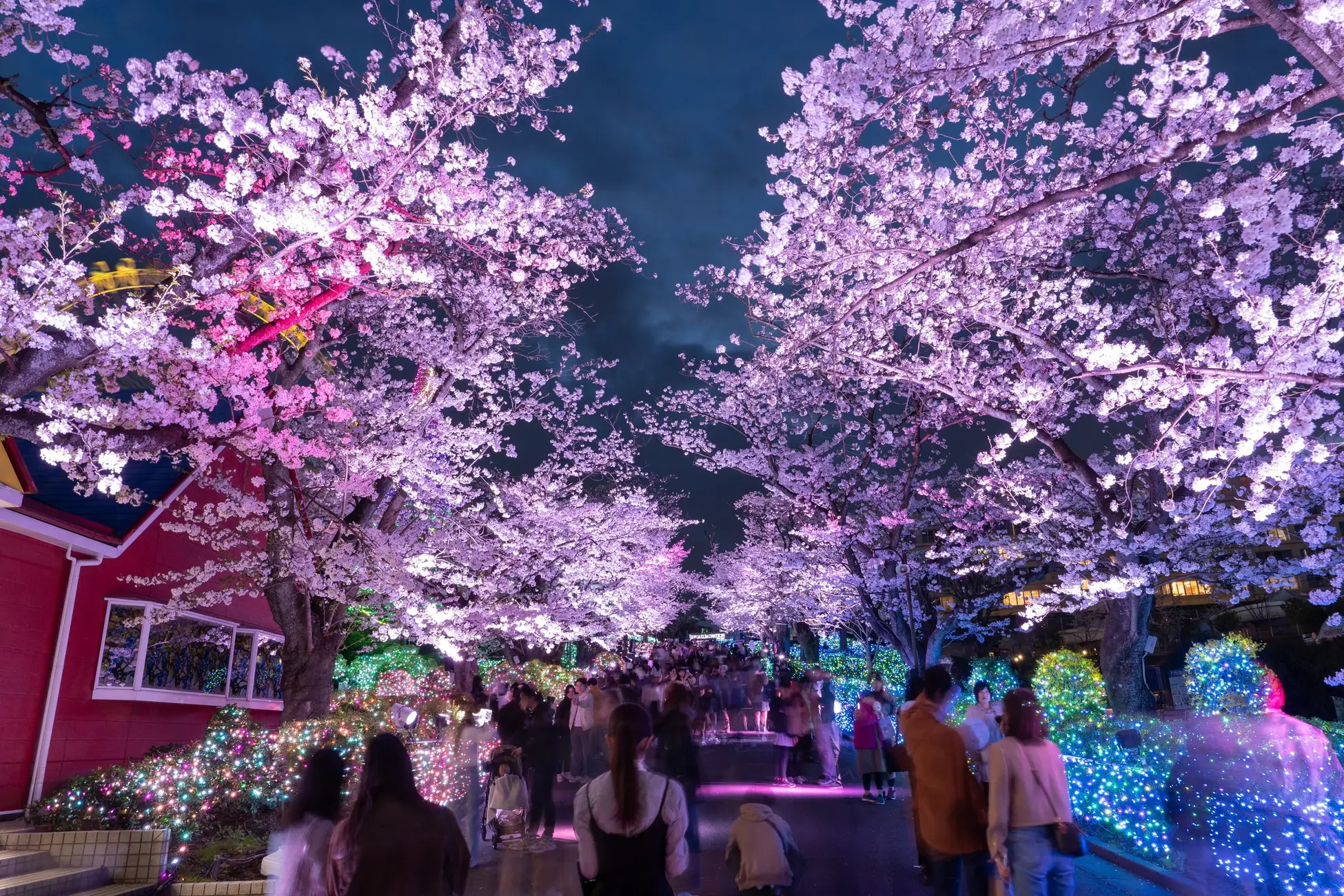 夜桜ジュエルミネーション