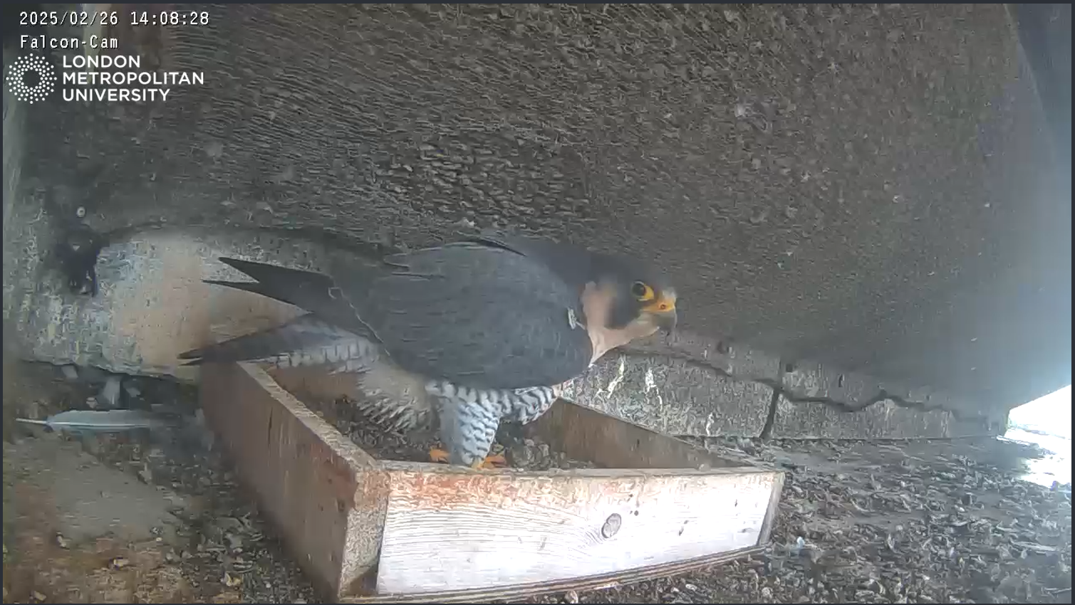 A peregrine falcon on London Metropolitan University's falcon cam