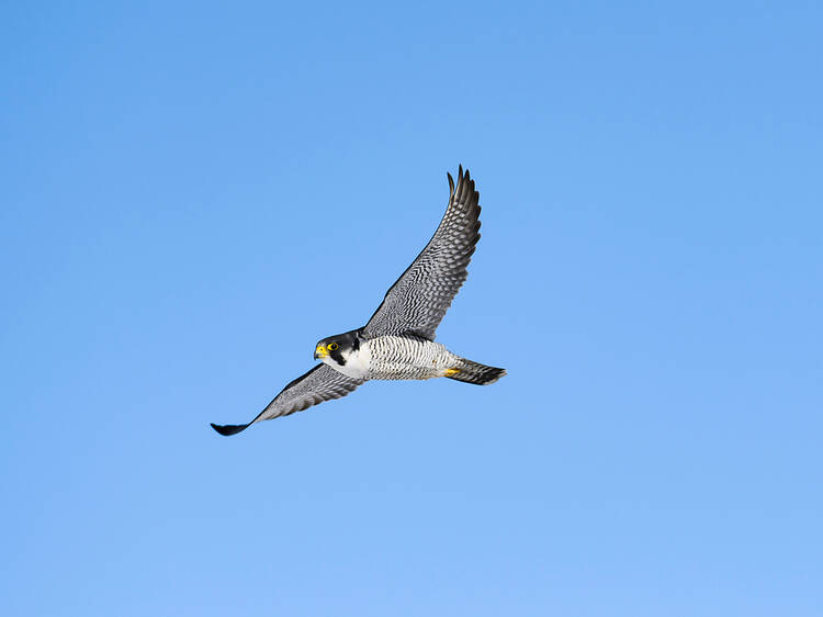 Rare birds of prey are now breeding in north London