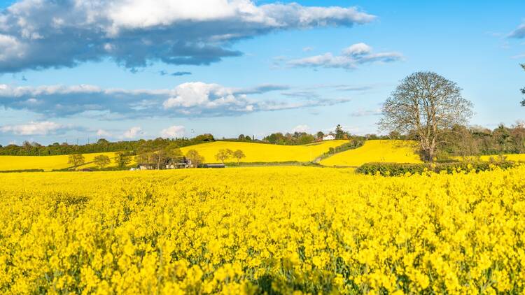 Fields of daffodils in England