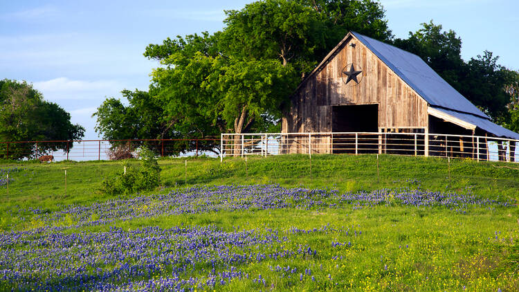 Catch bluebonnets in full bloom