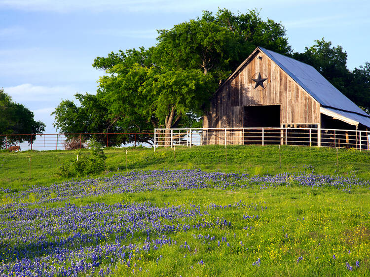 Catch bluebonnets in full bloom