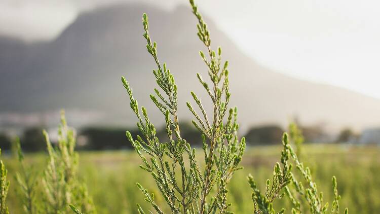 Rondebosch Common