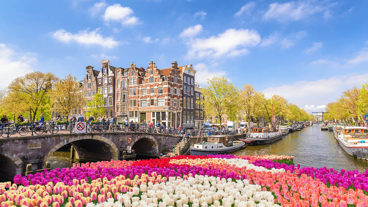 Tulips along the canal in Amsterdam 