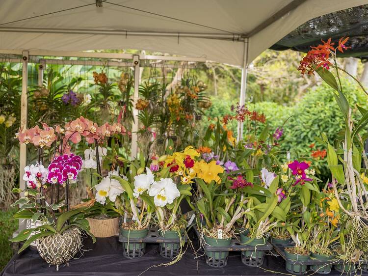 Wander the lush grounds at Fairchild Tropical Botanic Garden