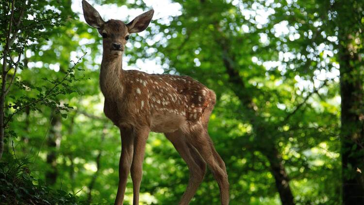 Bambi, an adventure in the forest