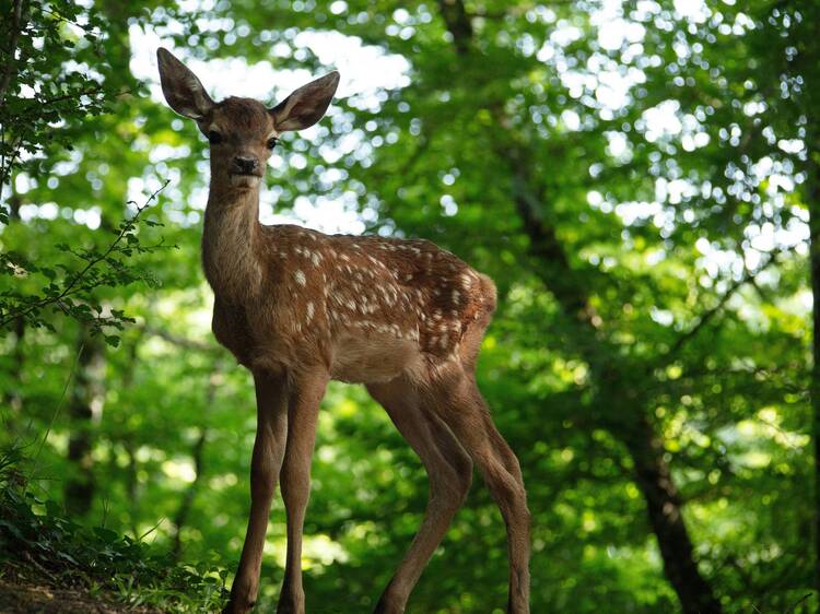 Bambi, an adventure in the forest