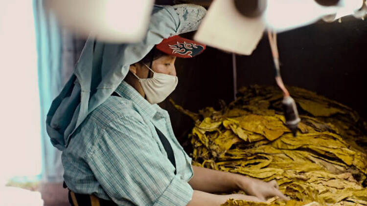 Wacay, women of tobacco farm