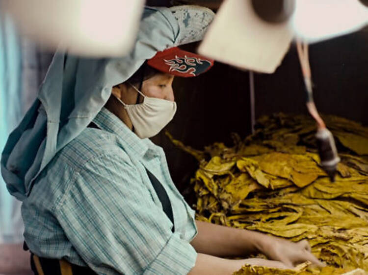 Wacay, women of tobacco farm